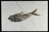 Fossil Fish (Diplomystus) - Green River Formation #119462-1